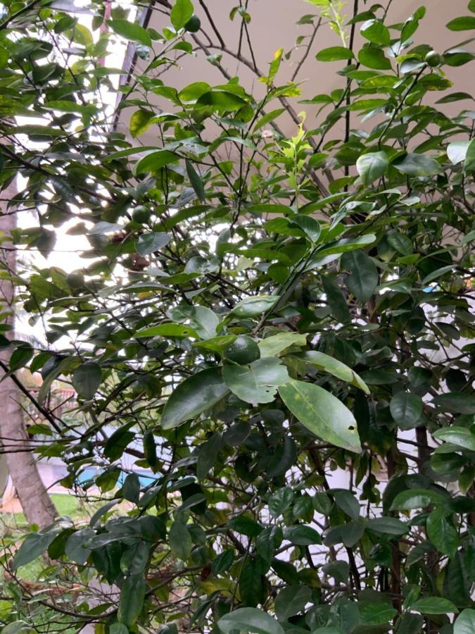 Lali Villa & Fruit Garden Galle Ngoại thất bức ảnh