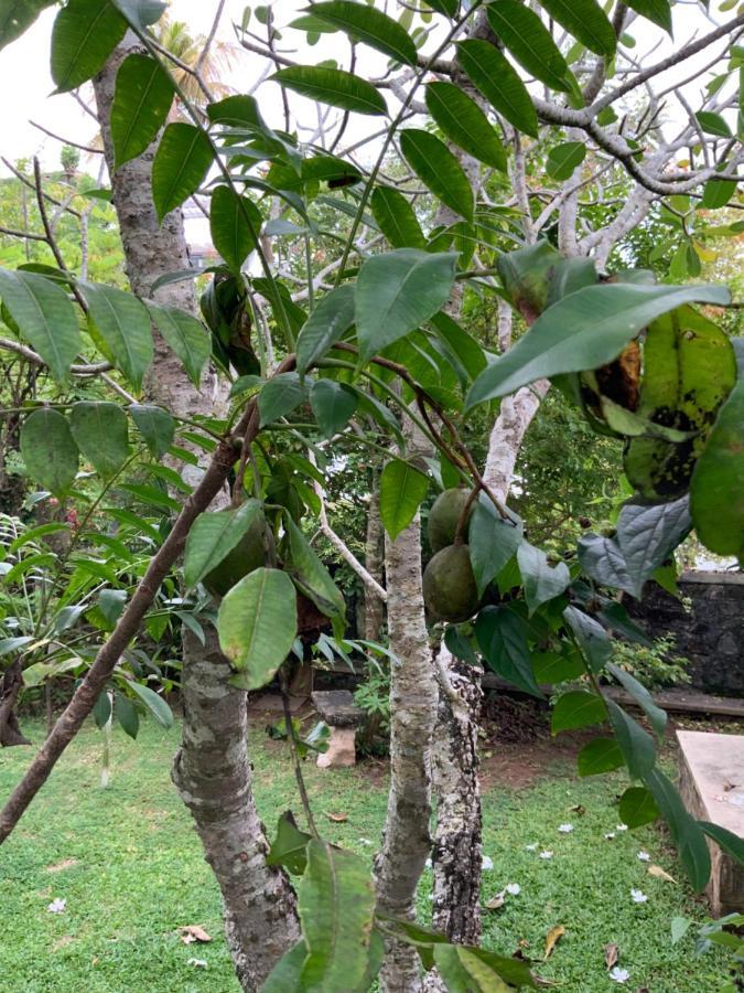 Lali Villa & Fruit Garden Galle Ngoại thất bức ảnh