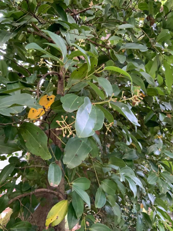 Lali Villa & Fruit Garden Galle Ngoại thất bức ảnh