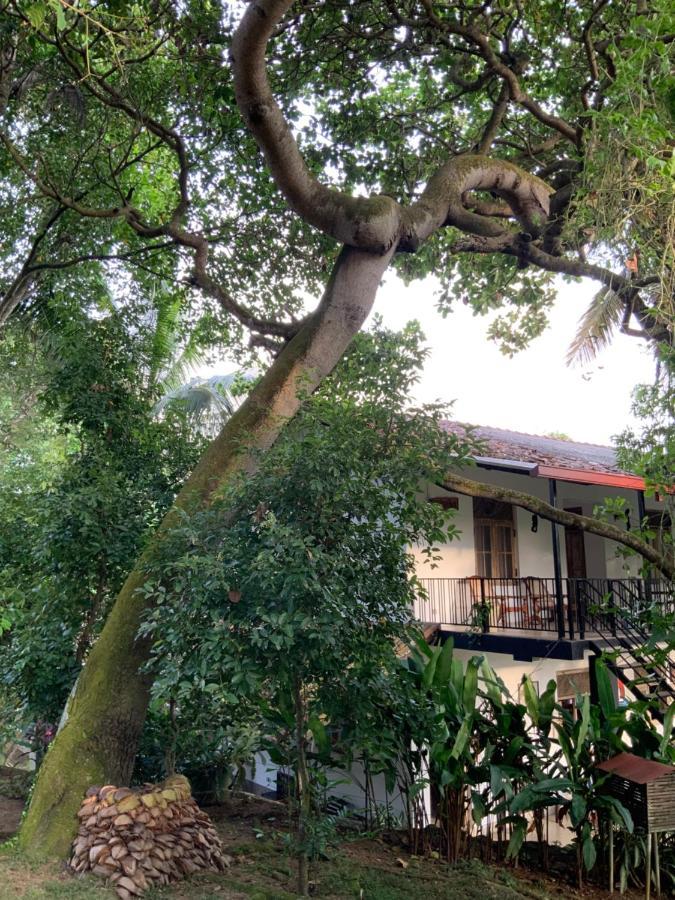 Lali Villa & Fruit Garden Galle Ngoại thất bức ảnh