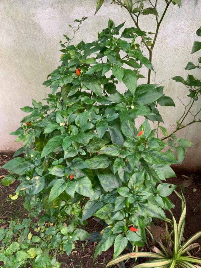 Lali Villa & Fruit Garden Galle Ngoại thất bức ảnh