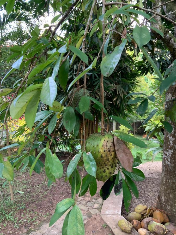 Lali Villa & Fruit Garden Galle Ngoại thất bức ảnh