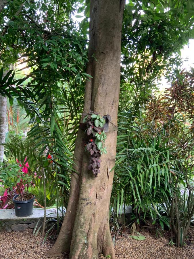 Lali Villa & Fruit Garden Galle Ngoại thất bức ảnh